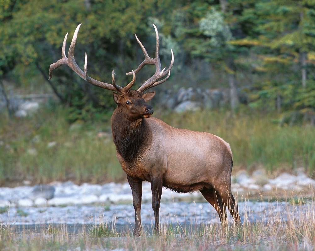 Elk - Nature Photography