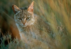 Cat, African Wildcat-23x16