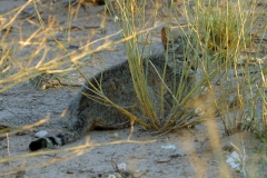 Cat - African Wildcat (1)