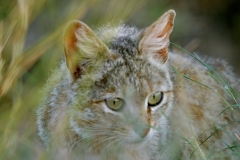 Cat - African Wildcat (2)