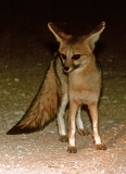 Fox, Cape (Kagalagadi)