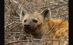Hyena, Spotted (1st Kruger)