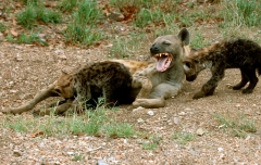 Hyena, Spotted Jaws and kids