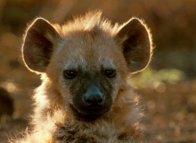 Hyena, Spotted - KidPortrait-22x16