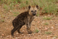 Hyena, Spotted baby