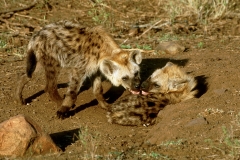 Hyena, Spotted (kid pair)