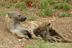 Hyena, Spotted nursing