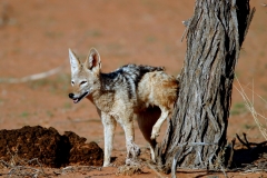 Jackal, Black-back  (4)