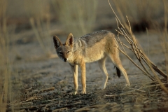 Jackal, Black-backed (2)