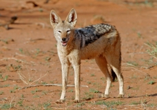 Jackal, Black-backed (1)