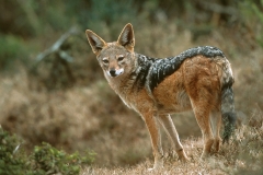 Jackal, Black-backed (3)