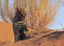 Leopard, Kalahari