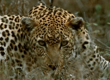 Leopard, Kruger, Head -kay