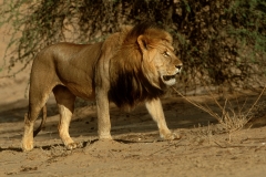 Lion, Kagalagadi