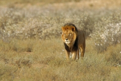 Lion, Kalahari (1)