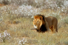 Lion, Kalahari (2)