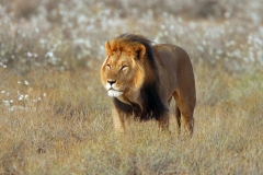 Lion, Kalahari (3)