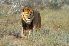 Lion, Kalahari (4)