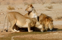Lion, Kalahari Pride (1)