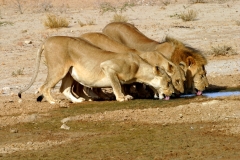 Lion, Kalahari Pride (2)