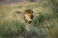 Lion, Kalahari (5)