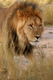 Lion, Kalahari portrait