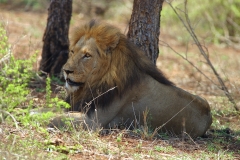 Lion, Kruger (1)