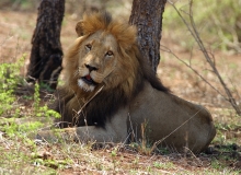 Lion, Kruger (2)