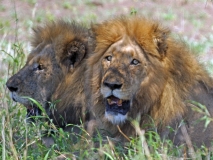 Lion, Kruger males (3)