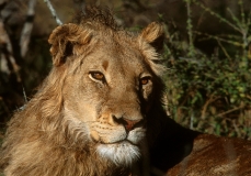 Lion, Kruger mug in rain