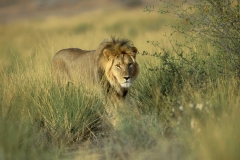 Lion, male