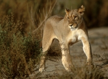 Lioness, Kagalagadi