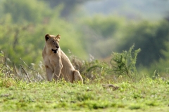 Lioness, Kruger