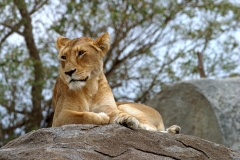 Lioness, Kruger (Kay)
