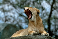 Lioness, Yawn (teeth) -Kay