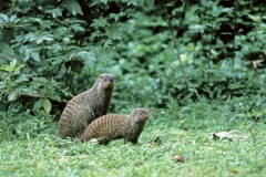 Mongoose, Banded Duo