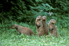 Mongoose, Banded group