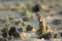 Mongoose, Yellow (2)