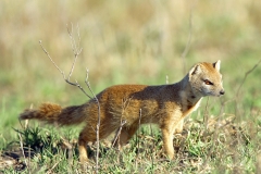 Mongoose, Yellow (1)