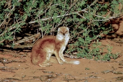 Mongoose, Yellow (3)