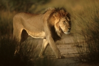 Lion, Kagalagadi shadows Lion, Kagalagadi shadows