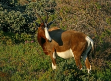 Antelope, Bontebok