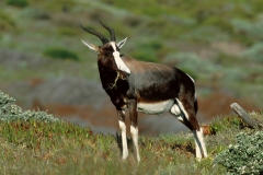 Antelope, Bontebok, male
