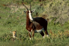 Antelope, Bontebok & calf-2