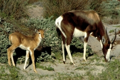 Antelope, Bontebok & calf