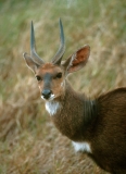 Bushbuck