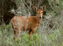 Common Duiker