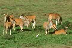 Common Eland