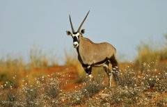 Antelope, Gemsbok -1