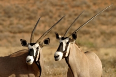 Antelope, Gemsbok -2